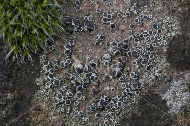 Donkere schotelkorst (Lecanora horiza)