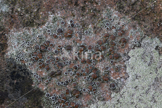 Donkere schotelkorst (Lecanora horiza)