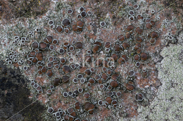 Donkere schotelkorst (Lecanora horiza)