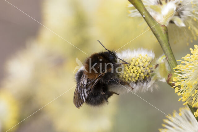 Boomhommel (Bombus hypnorum)