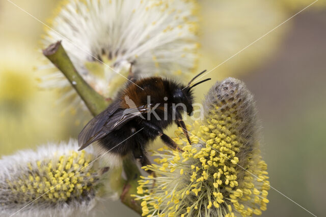 Boomhommel (Bombus hypnorum)