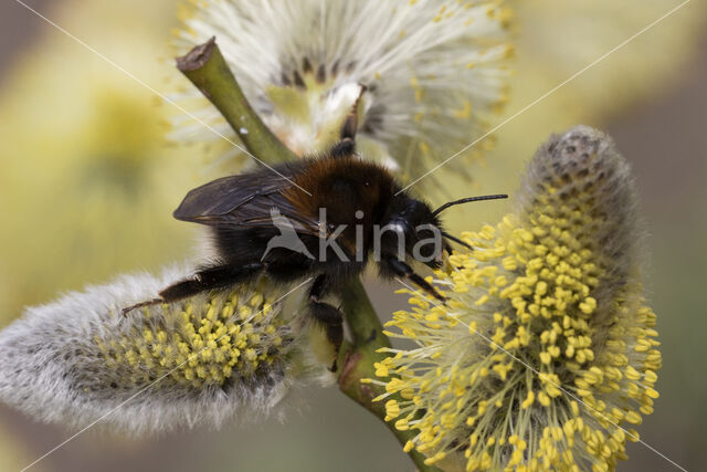 Boomhommel (Bombus hypnorum)