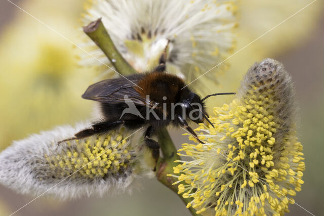 Boomhommel (Bombus hypnorum)