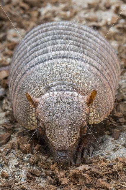 Klein behaard gordeldier (Chaetophractus vellerosus)