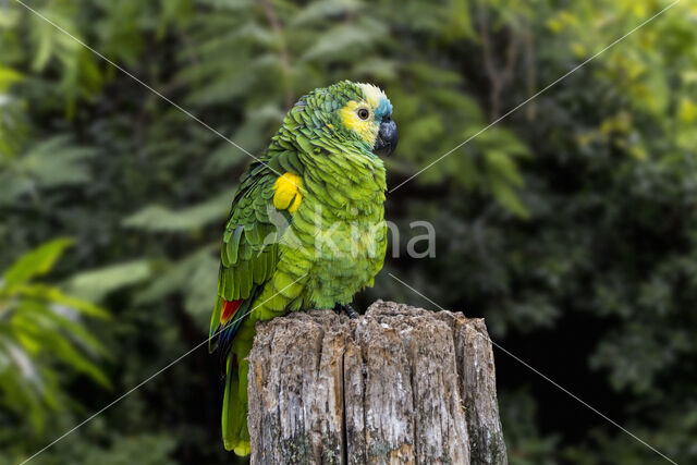 Blauwvoorhoofdamazone (Amazona aestiva)