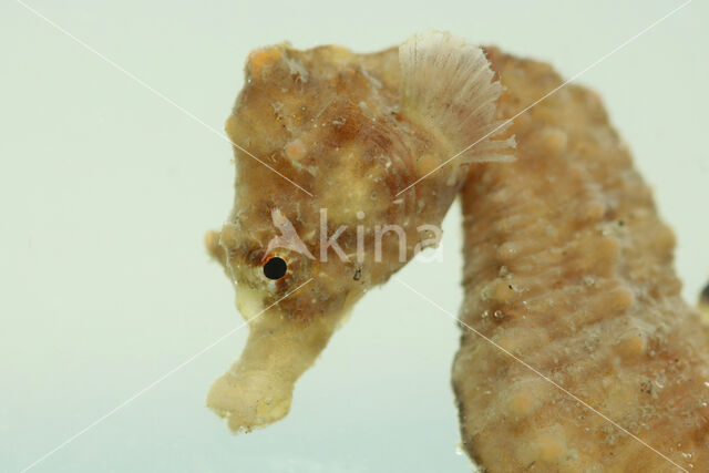 Short-snouted seahorse (Hippocampus hippocampus)