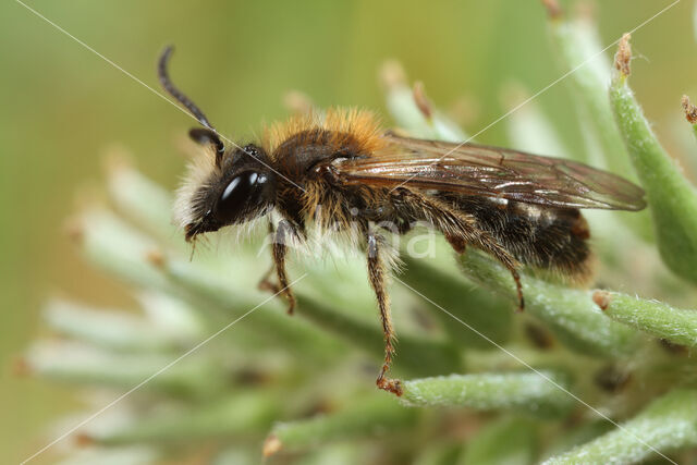 mining bee (Andrena varians)