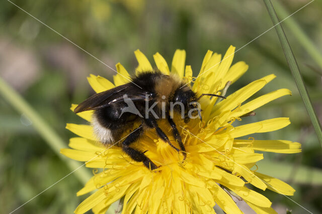 Vierkleurige koekoekshommel (Bombus sylvestris)