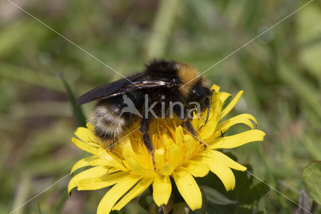 Vierkleurige koekoekshommel (Bombus sylvestris)