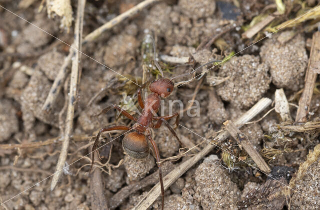 Stronkmier (Formica truncorum)