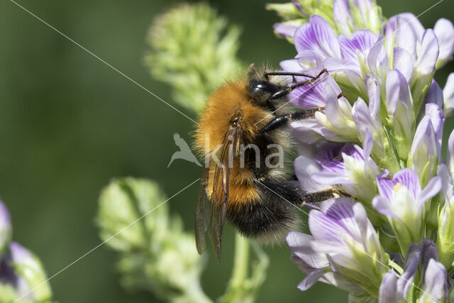 Boomhommel (Bombus hypnorum)