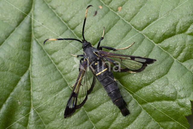 White-barred Clearwing (Synanthedon spheciformis)