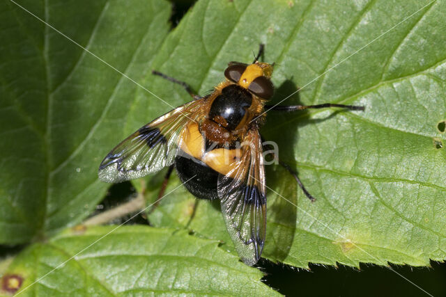 Gele Reus (Volucella inflata)