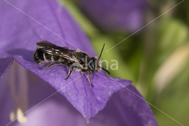 Grote klokjesbij (Chelostoma rapunculi)