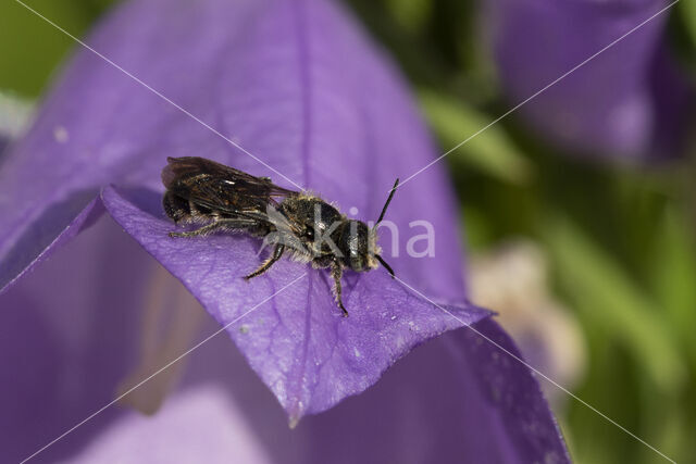 Grote klokjesbij (Chelostoma rapunculi)