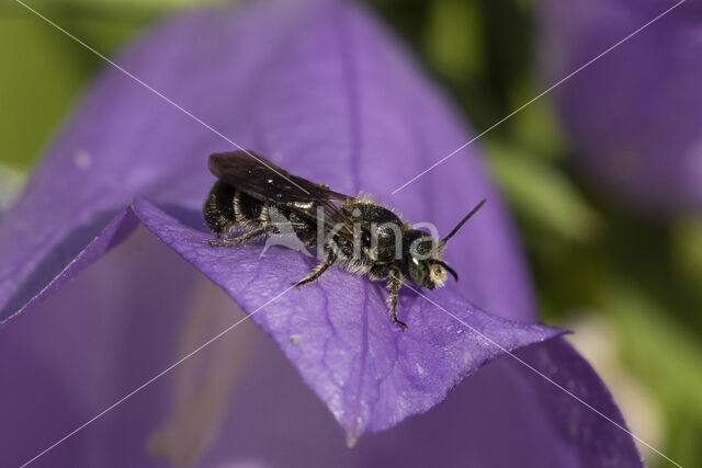 Grote klokjesbij (Chelostoma rapunculi)