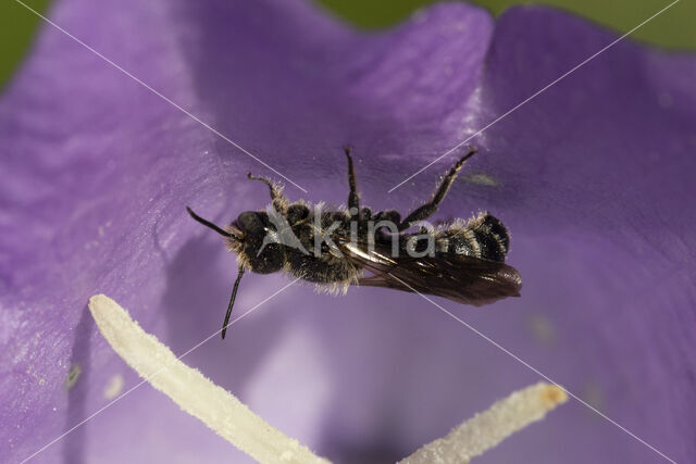 Grote klokjesbij (Chelostoma rapunculi)