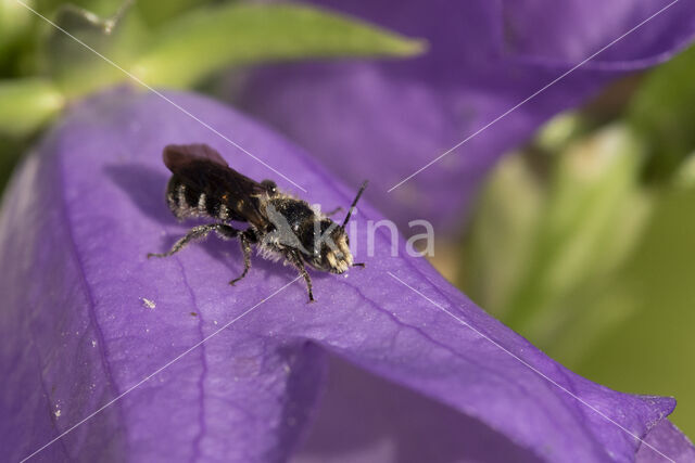 Grote klokjesbij (Chelostoma rapunculi)