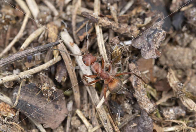 Stronkmier (Formica truncorum)