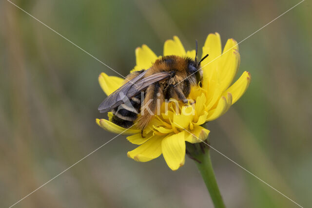 Pluimvoetbij (Dasypoda hirtipes)