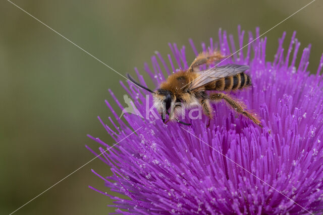 Pluimvoetbij (Dasypoda hirtipes)