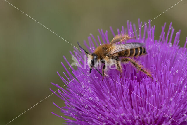 Pluimvoetbij (Dasypoda hirtipes)