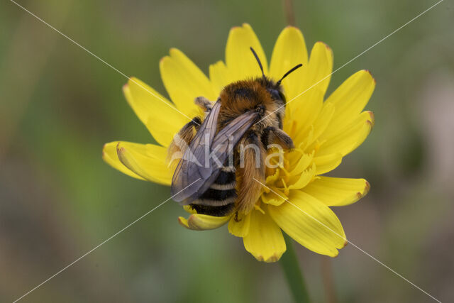 Pluimvoetbij (Dasypoda hirtipes)