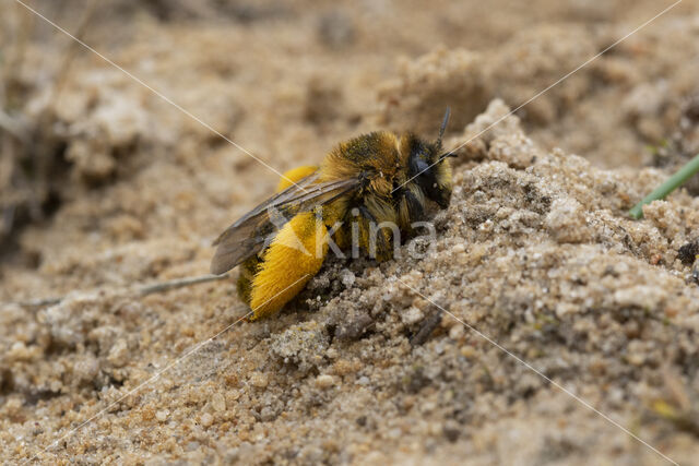 Pluimvoetbij (Dasypoda hirtipes)