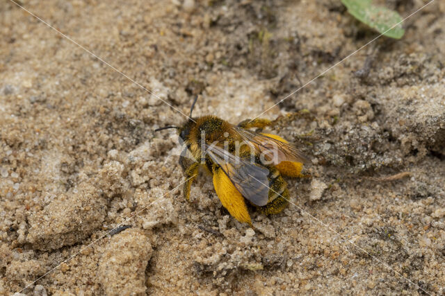 Pluimvoetbij (Dasypoda hirtipes)