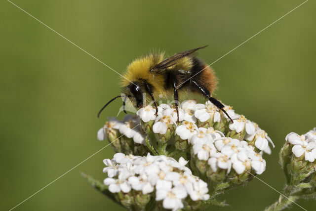 Weidehommel (Bombus pratorum)