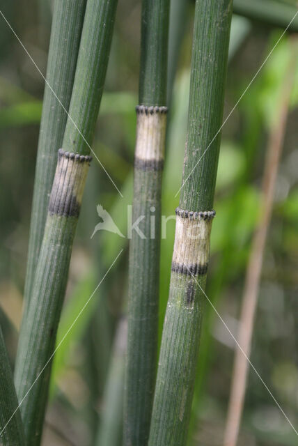 Schaafstro (Equisetum hyemale)