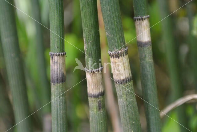 Schaafstro (Equisetum hyemale)