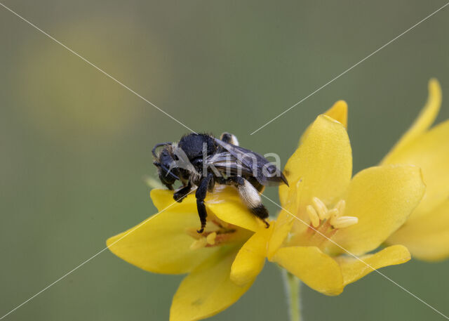 Gewone slobkousbij (Macropis europaea