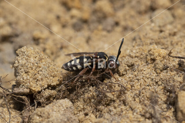 Gewone viltbij (Epeolus variegatus)