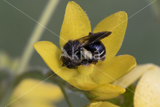 Gewone slobkousbij (Macropis europaea