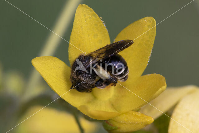 Gewone slobkousbij (Macropis europaea