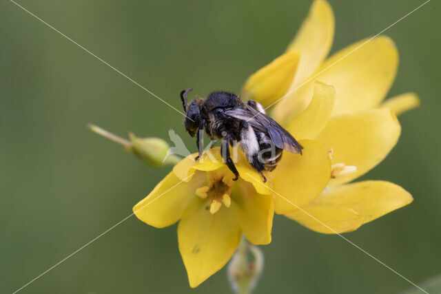 Gewone slobkousbij (Macropis europaea