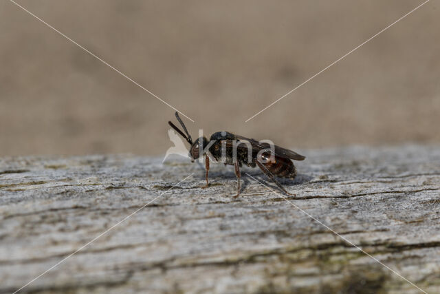 Bruinsprietwespbij (Nomada fuscicornis)