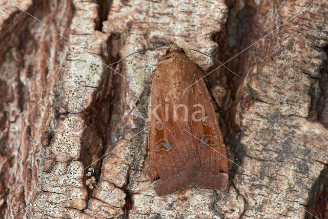 Large Yellow Underwing (Noctua pronuba)