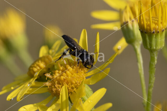 Kleine roetbij (Panurgus calcaratus)