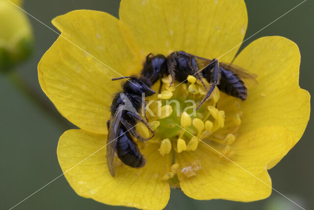 Kleine roetbij (Panurgus calcaratus)