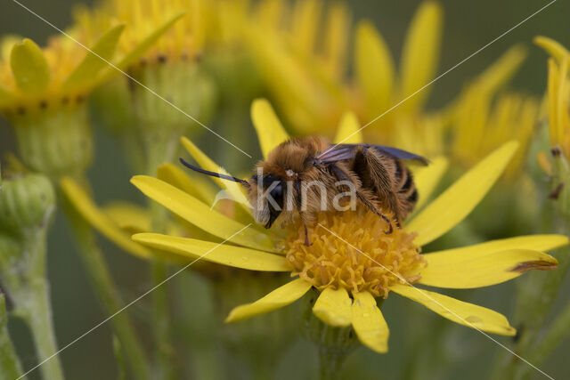 Pluimvoetbij (Dasypoda hirtipes)