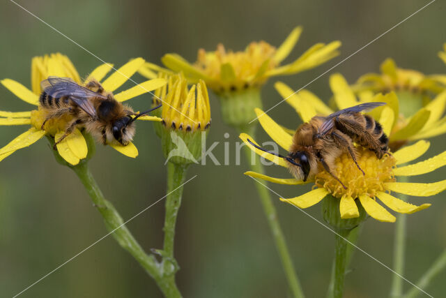 Pluimvoetbij (Dasypoda hirtipes)