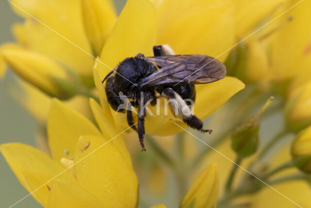 Gewone slobkousbij (Macropis europaea