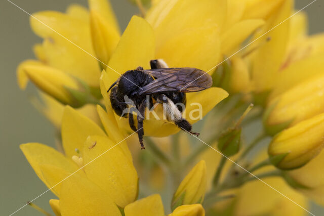 Gewone slobkousbij (Macropis europaea