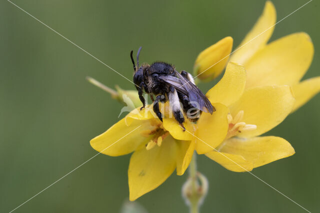 Gewone slobkousbij (Macropis europaea