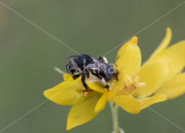 Gewone slobkousbij (Macropis europaea