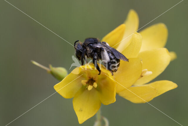 Gewone slobkousbij (Macropis europaea