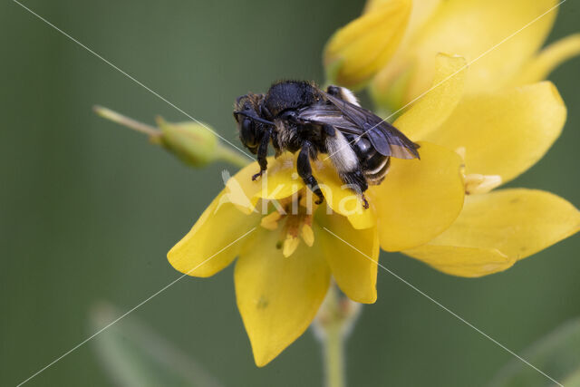 Gewone slobkousbij (Macropis europaea