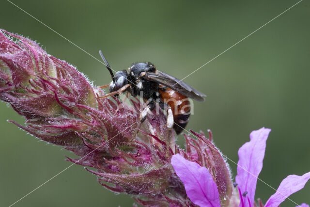 Bonte viltbij (Epeoloides coecutiens)